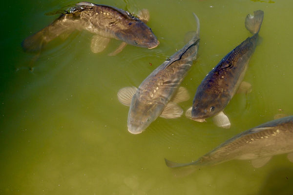 Condition Your Pond for Healthy Fish