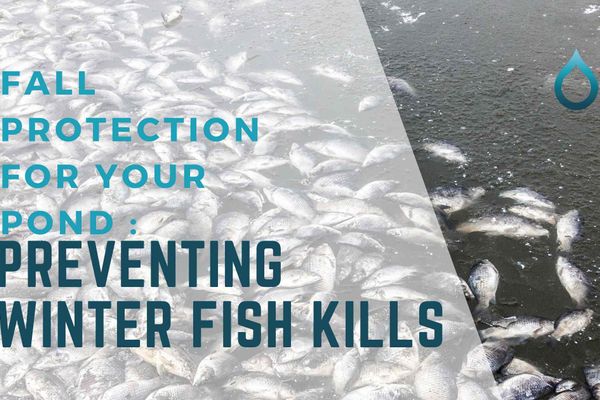 Fall protection for your pond: Preventing Winter Fish Kills