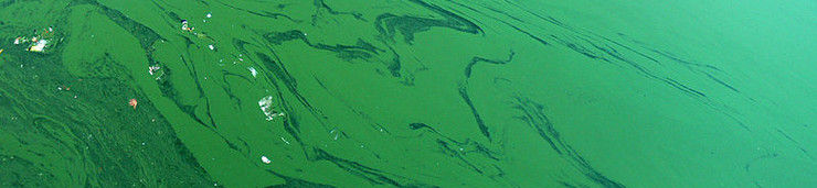 Cyanobacteria "Blue-green Algae"