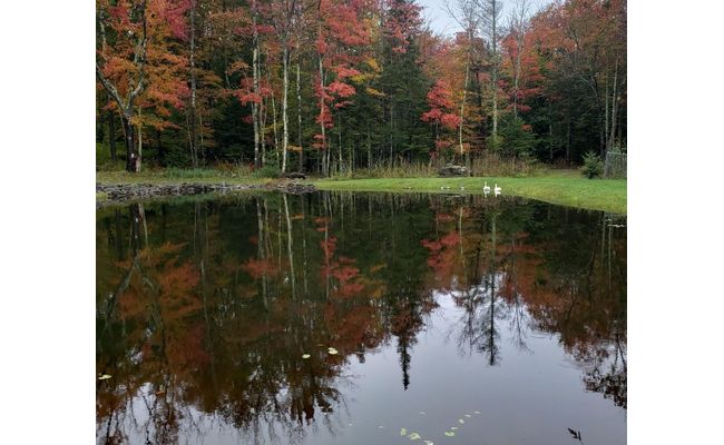 John Pagano - Fall Pond - Lower Rez for Website .jpg