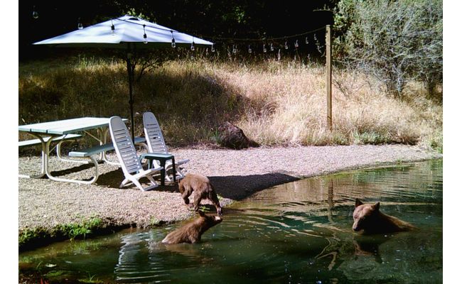 bears in a pond.jpg